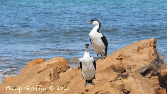 Black-faced Cormorant - ML201787441