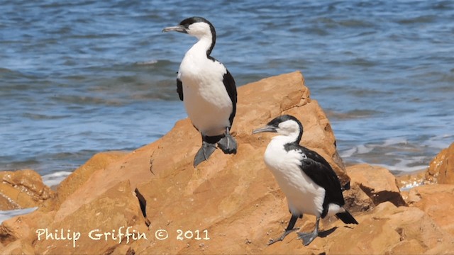 Cormoran de Tasmanie - ML201787451