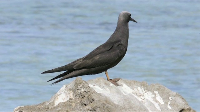 Black Noddy - ML201787481