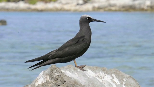 Black Noddy - ML201787491