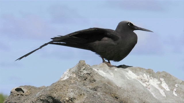 Black Noddy - ML201787501