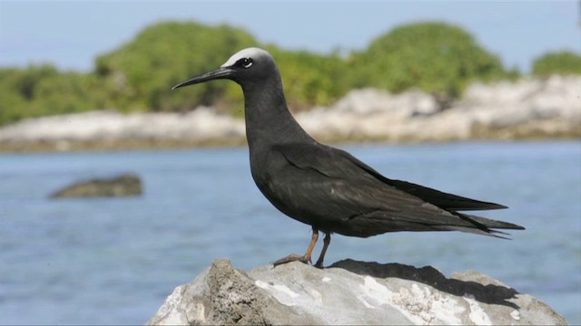 Black Noddy - ML201787521