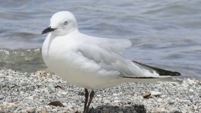 Gaviota Maorí - ML201787531