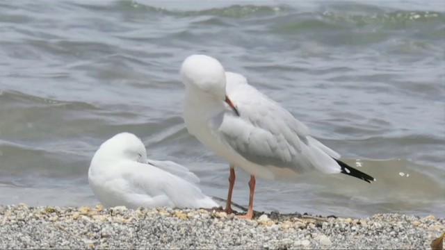 Gaviota Maorí - ML201787571