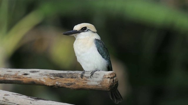 Chattering Kingfisher - ML201787581