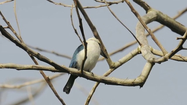 Chattering Kingfisher - ML201787591