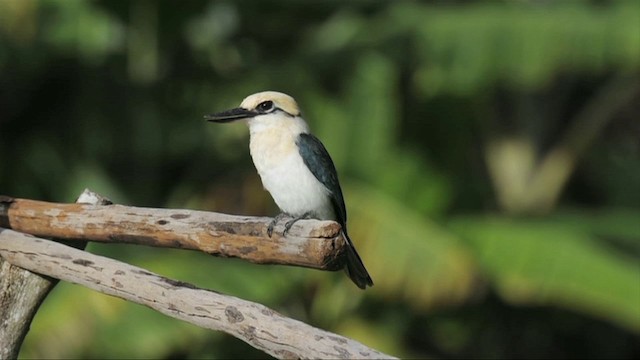 Chattering Kingfisher - ML201787611