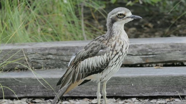 Bush Thick-knee - ML201787621