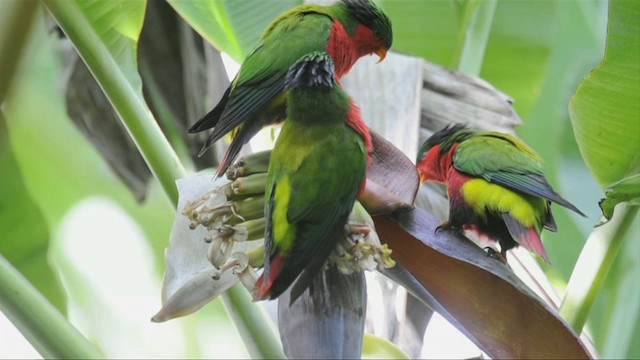 Kuhl's Lorikeet - ML201787641