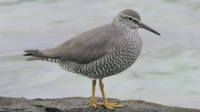 Wandering Tattler - ML201787651