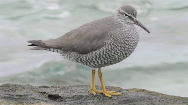 Wandering Tattler - ML201787661