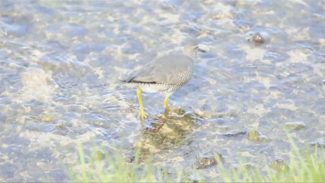 Wanderwasserläufer - ML201787671