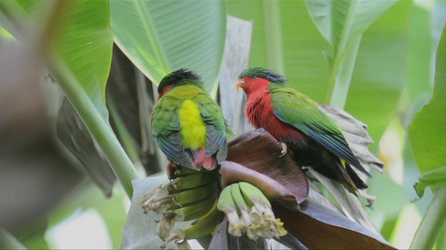 Kuhl's Lorikeet - ML201787691