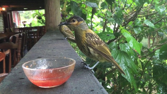 Macleay's Honeyeater - ML201787701