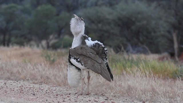 Australian Bustard - ML201787721