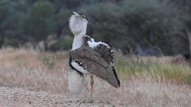 Australian Bustard - ML201787731