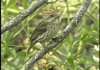 Purple Finch (Western) - ML201787921