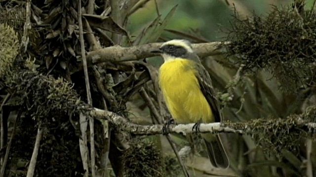 Social Flycatcher (Tumbes) - ML201787981