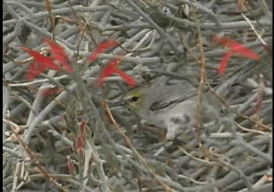 Auripare verdin - ML201788091