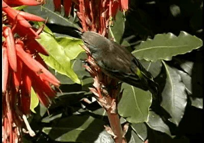 Reinita Coronada (auduboni) - ML201788151