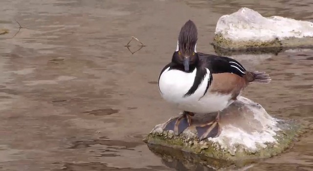 Hooded Merganser - ML201788341