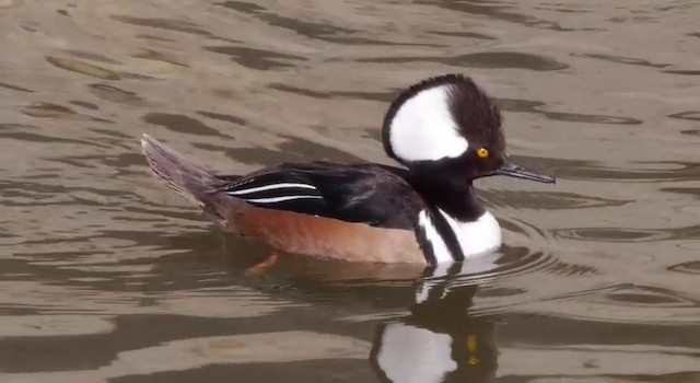 Hooded Merganser - ML201788351