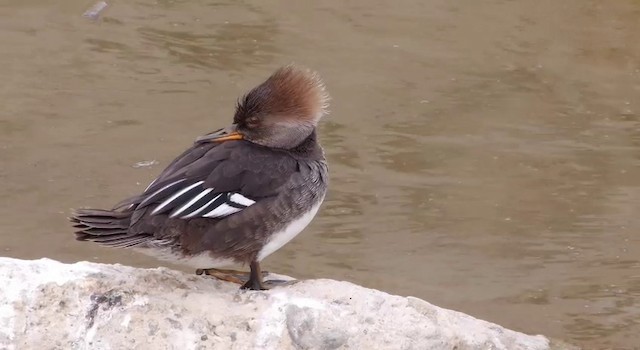 Hooded Merganser - ML201788361