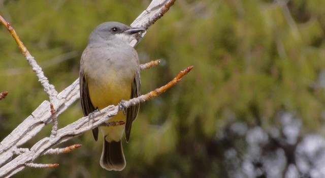Cassin's Kingbird - ML201788421