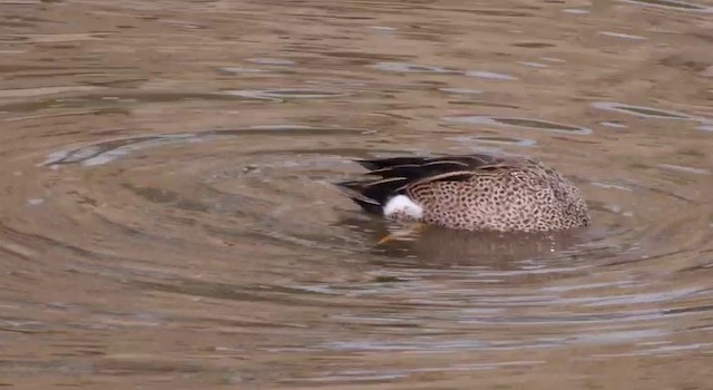 Blue-winged Teal - ML201788441