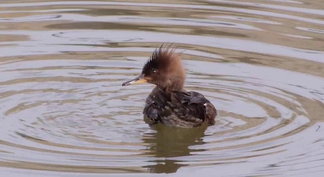 Hooded Merganser - ML201788471