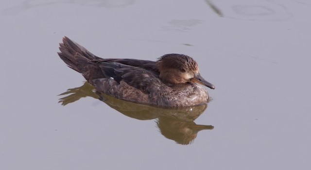 Hooded Merganser - ML201788481