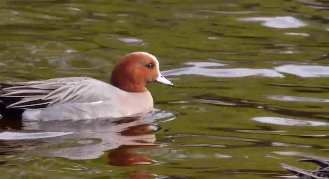Eurasian Wigeon - ML201788581