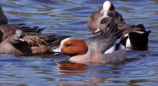 Eurasian Wigeon - ML201788591