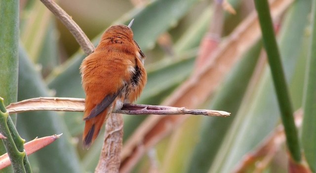 Colibrí Rufo - ML201788621