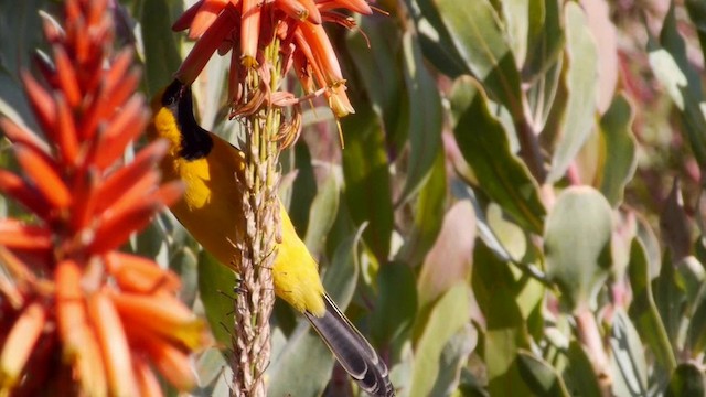 Hooded Oriole - ML201788671