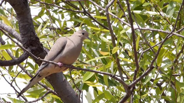 Mourning Dove - ML201788711