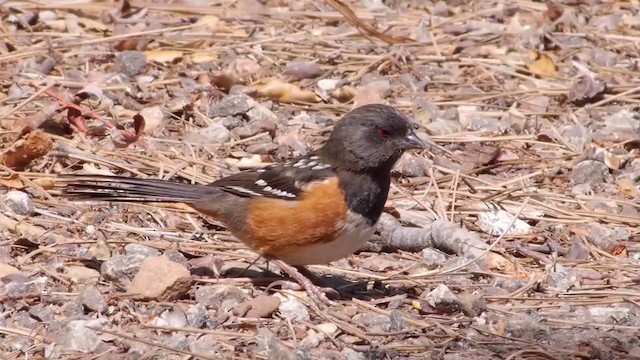 Spotted Towhee (oregonus Group) - ML201788721