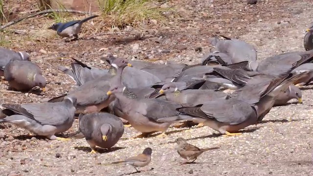 Pigeon à queue barrée (groupe fasciata) - ML201788781