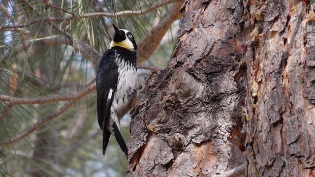 Acorn Woodpecker (Acorn) - ML201788841