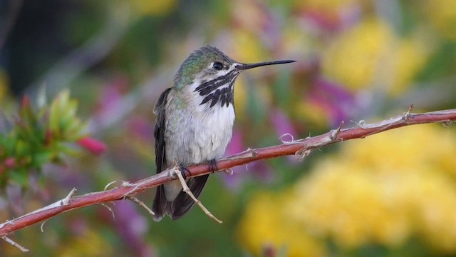 Calliope Hummingbird - ML201788861