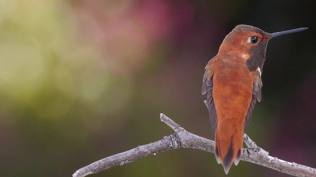Rufous Hummingbird - ML201788881
