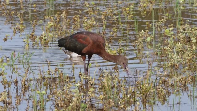 White-faced Ibis - ML201788941