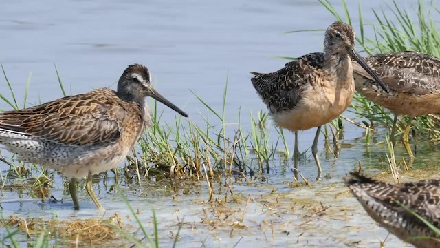 Short-billed Dowitcher (caurinus) - ML201789051