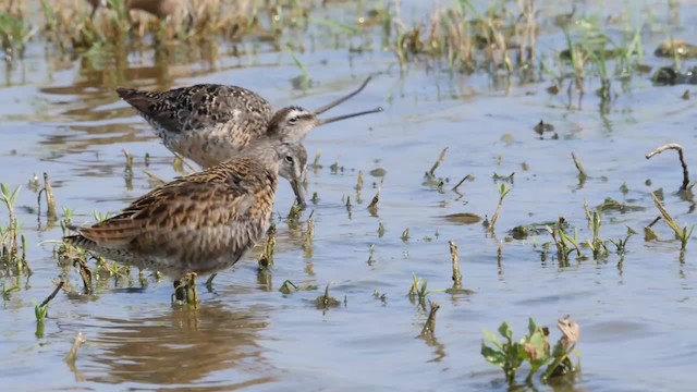 Short-billed Dowitcher (caurinus) - ML201789071