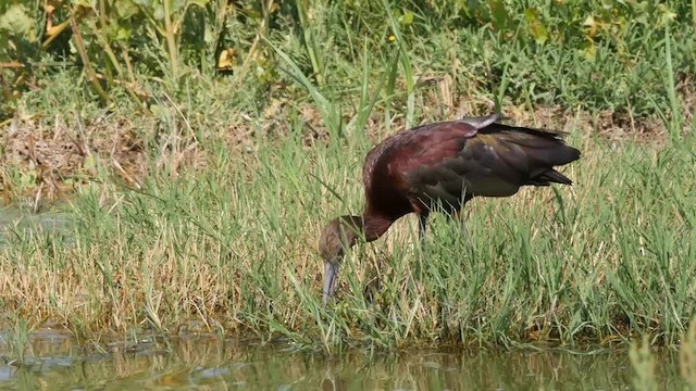 White-faced Ibis - ML201789081