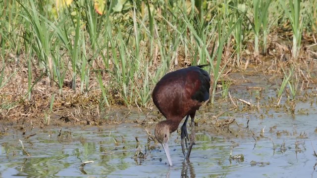 White-faced Ibis - ML201789091