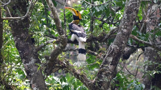 Great Hornbill - ML201789551