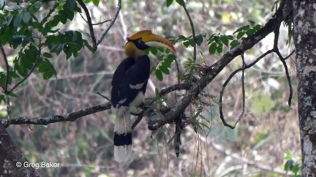 Great Hornbill - ML201789561