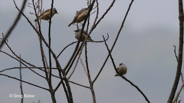 Black-chinned Yuhina - ML201789581