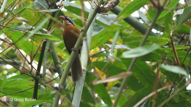 Black-crowned Scimitar-Babbler - ML201789611